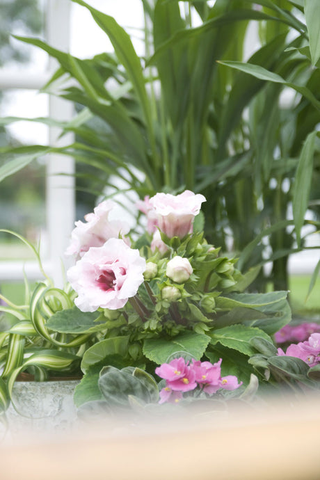 Gloxinia (Sinningia speciosa) – månadens blomma i augusti; romantisk inomhusväxt med sammetslena blommor i rött, blått, rosa och vitt; trivs ljust utan direkt sol, med jämnt fuktig jord.