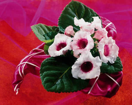 Gloxinia (Sinningia speciosa) hybrid – perenn knölväxt och populär inomhusväxt med sammetslena, klockformade blommor och breda blad i rosett; trivs ljust utan direkt sol i väldränerad jord och hög luftfuktighet; blomning juni–september.