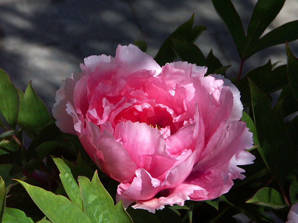 Buskpion (trädpion) – Paeonia suffruticosa – i full blom med stora, fyllda, doftande pionblommor; odlas i soligt, skyddat läge och väldränerad, näringsrik, lätt kalkad jord; härdig i svenska växtzoner 1–5; blomning maj–juni.