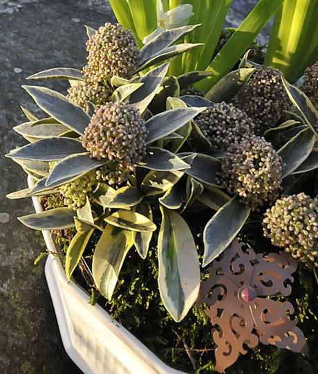 Skimmia 'Magic Merlot' i julgrupp – trendig bland vintergröna växter, en dvärgskimmia med vitkantade blad och rosa-gröna blomknoppar; hållbar julväxt och pollengivare utan bär som kan återanvändas i kruka eller trädgård.
