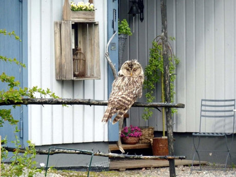 Orädd slaguggla (Strix uralensis) i trädgård i Piteå, Norrland – naturfoto av Helen Isaksson‑Nyman, veckans bild