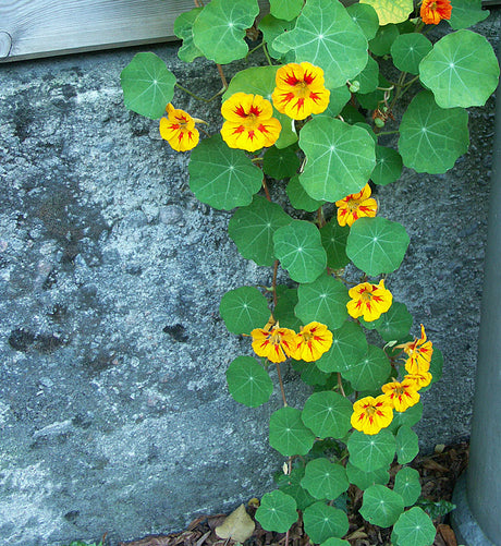 Slingerkrasse, Indiankrasse (Tropaeolum majus) – klättrande sommarblomma med handnerviga blad och stora, sporrförsedda ätliga blommor; trivs soligt i fuktig men väldränerad jord, perfekt för sallader och dekoration.