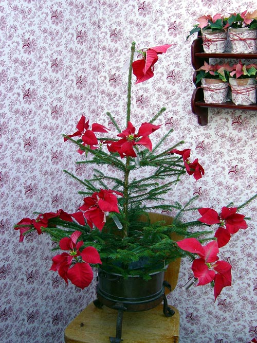 Kreativt arrangemang med julstjärnor som snittblommor i små provrör – röd, vit och rosa – för modern, hållbar julinredning och bordsdukning.