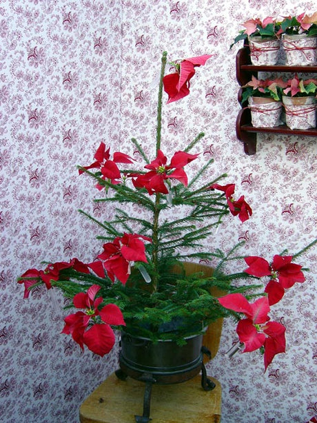 Kreativt arrangemang med julstjärnor som snittblommor i små provrör – röd, vit och rosa – för modern, hållbar julinredning och bordsdukning.
