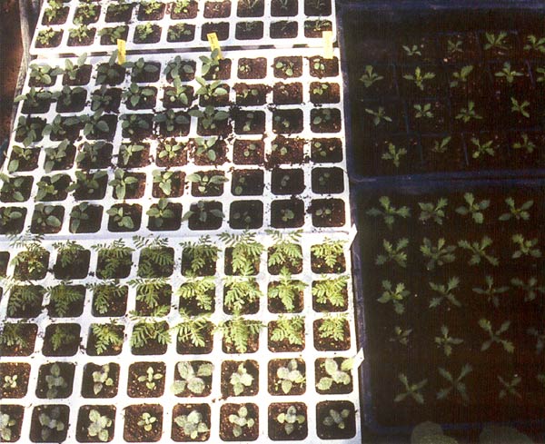 Småplantor under förodling redo för toppning och putsning av sommarblommor och kryddväxter, t.ex. pelargon, petunia, palettblad, basilika – för buskigare plantor och rikligare blomning.