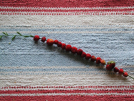 Smultron (Fragaria vesca) – perenn i familjen Rosaceae med små, söta bär; finns även vita smultron. Ljus placering, jämnt fuktig jord, gödning ofta; odlas i kruka eller trädgård, vinterhärdig.
