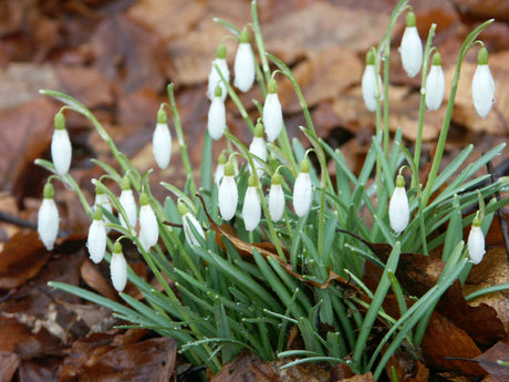 Doftande blomsterlökar för vårens magi – narcisser, tulpaner 'Angelique' och 'Purissima', hyacinter, pärlhyacint, snödroppar och liljekonvalj planterade i kruka på balkong.