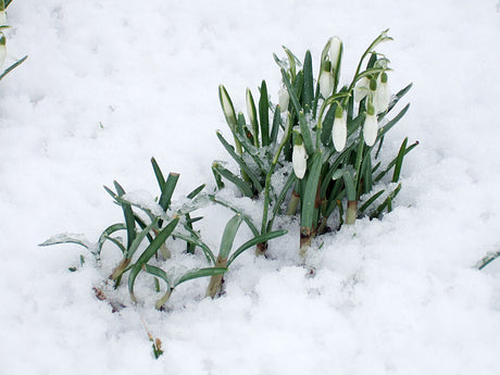 Snödroppar i snön – vårlökar som blommar i sen vinter i trädgården; påminnelse om att skydda växter med frostskyddsväv, beskära träd och buskar, hjälpa småfåglar och börja så inför våren.