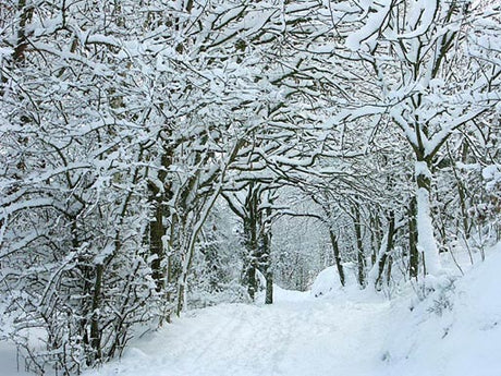 Snowy path in Luleå, Norrbotten during winter, evoking Sweden’s frökatalogerna—Swedish seed catalogs tradition from Johan Ahlich to Impecta Fröhandel, hope for spring and preserving seed heritage.