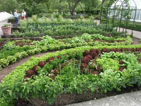 Potager i Sofieros slottspark, Helsingborg – Hannu Sarenströms köksträdgård med grönsaker, kryddor och ätliga blommor i harmoniskt geometriskt mönster; estetisk och funktionell odling.