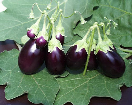 Mini-aubergin 'Ophelia' (Solanum melongena) i klasar – minigrönsak med hög smakkvalitet att odla i trädgård 2025, tunn och välsmakande fruktkött; perfekt för wokrätter, sallader och som grillad delikatess – trend från Weibull Trädgård AB.