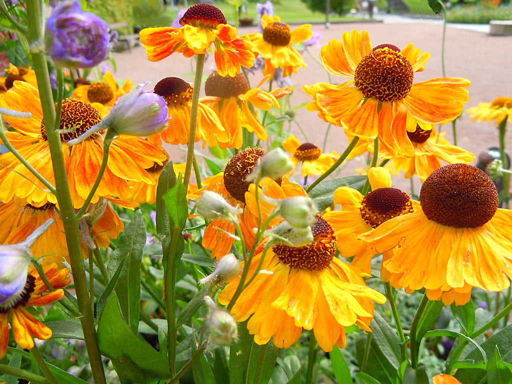 Solbrud (Helenium autumnale-gruppen ‘Wyndley’) i sensommarrabatt enligt Sylvia Svensson – mörkgula blommor i gruppplantering, harmoniskt med blåvioletta perenner som stäppsalvia och anisisop för lång blomningstid.