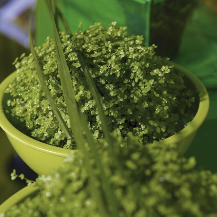Hemtrevnad (Soleirolia soleirolii), neongrön och frodig krukväxt på fönsterbräda – färgstarka krukväxter som skapar vårkänsla och modern heminredning.