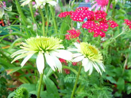 Solhatt (Echinacea purpurea) i karamellsöt sensommarrabatt med daglilja Hemerocallis 'Final Touch', anisisop Agastache 'Tangerine Dream' och astilbe 'Sprite' – färgstark, pollinatörsvänlig plantering.