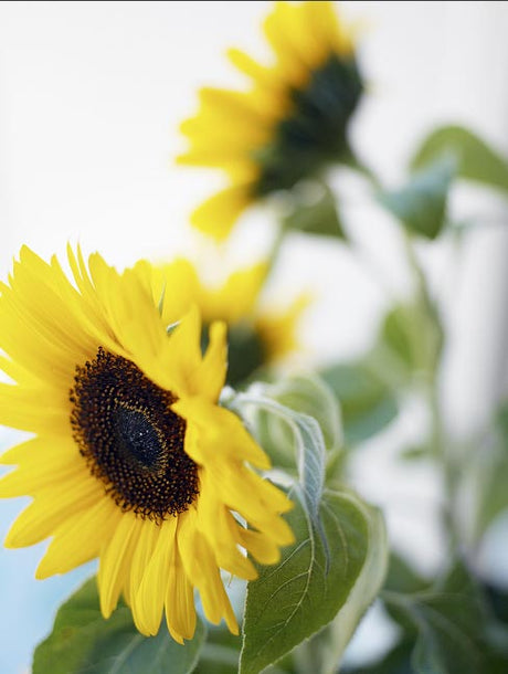 Solros (Helianthus annuus) – korgblommig Asteraceae med blomkorg av gula strålblommor och bruna diskblommor; populär prydnadsväxt och snittblomma i flera sorter