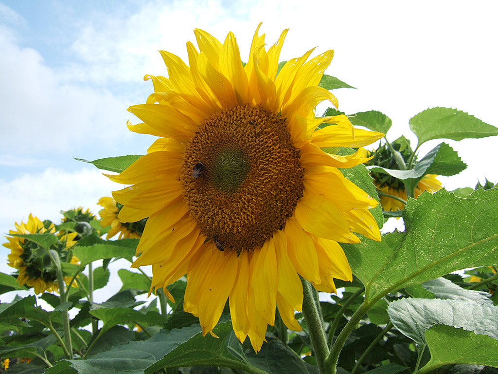 Solrosor (Helianthus annuus) som snabbt växande ettårig häck ger snabbt insynsskydd och tillfällig avgränsning vid nybyggt hus, ett effektivt vindskydd längs nätstaket första sommaren