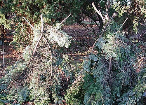 Solskydd och vinterskydd i vårsol: skyddsväv/juteväv över vintergröna växter som rhododendron och tuja för att förebygga frystorka vid barfrost i februari.