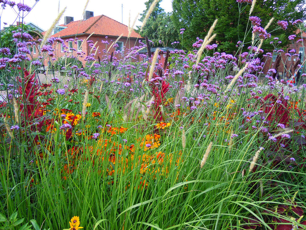 Sommarrabatt med sommarblommor 2024 – förodla eller direktså: sömntuta, paradisblomster, blåklint, lejongap och luktärt som snittblommor i trendig, långblommande samplantering.