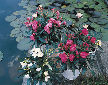 Oleander (Nerium) – färgsprakande Medelhavsväxt i kruka på solig terrass/uterum med riklig blomning maj–oktober; trivs ljust i väldränerad jord. Giftig växt.