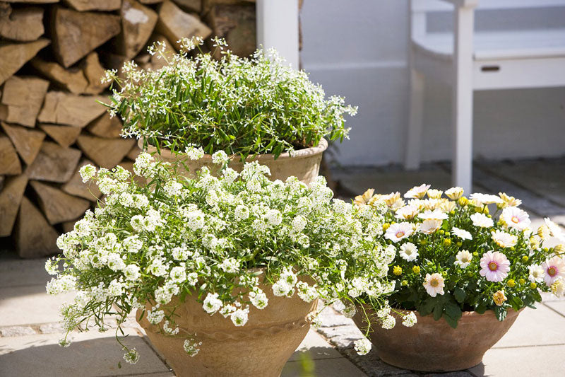 Krukträdgård med sommarblommor – stjärnöga, flitiga Lisa och snöflinga – i krukor på olika nivåer för altan eller balkong, inspirerat av Karina Demuth