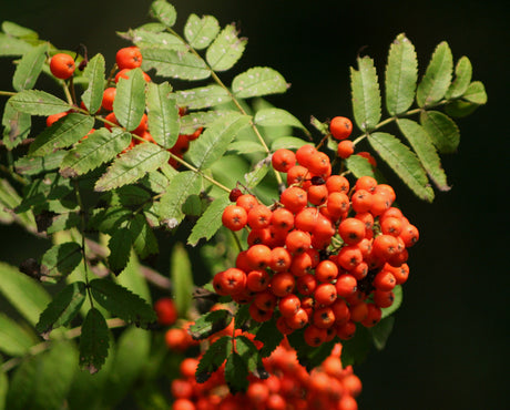 Rowan tree (Sorbus aucuparia) laden with red berries in a Swedish garden—abundant rowan berries reduced rowan moth pressure on apples during a hot, dry season with aphids and fruit mold.