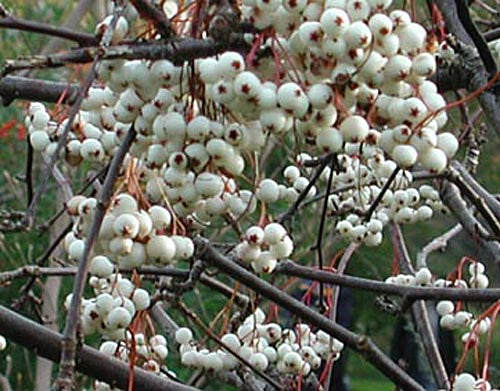 Pärlrönn (Sorbus koehneana) med vita prydnadsbär – ej giftiga rönnbär; prydnadsträd för trädgård på hösten och vintern, lockar fåglar, härdig till zon 4