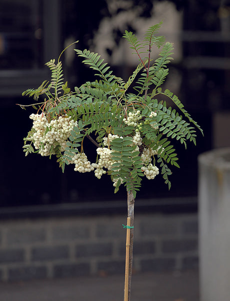 Dvärgrönn Sorbus 'White Magic' med vita bär och vårblommor, sirlig krona på 80 cm stam; kompakt prydnadsträd för krukodling och rabatt i soligt läge, härdig till zon 4.