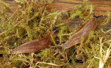 Spansk skogssnigel (mördarsnigel, Arion vulgaris) i svensk trädgård – invasiv art som skadar grönsaker och prydnadsväxter; bekämpning med plockning och snigelmedel med järnfosfat i Snigelbarer; spridning i Sverige.