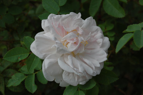 Stanwell Perpetual hardy rose with repeat-blooming, fragrant double pink flowers; disease-resistant spinosissima shrub for northern climates (zone 6), late-season flowering; Årets Ros winner by Rosens Dag