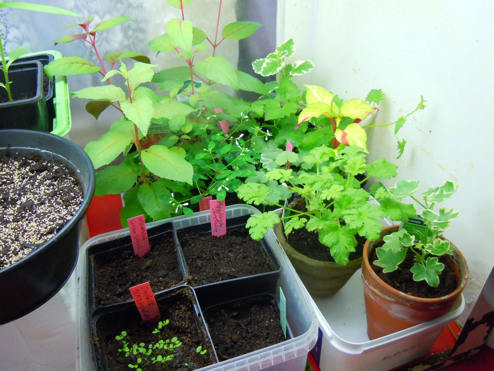 Sticklingar och fröplantor i såjord på fönsterbräda – förodling i februari med odlingsbelysning/lysrör och plastlock; så chili, paprika, kronärtskocka och rosmarin – trädgårdstips inomhus.