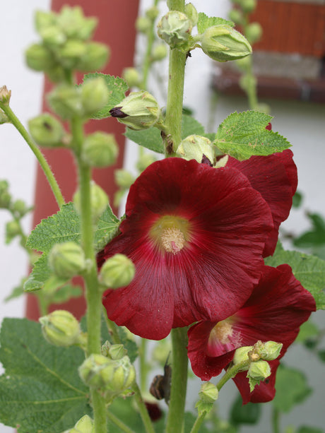 Närbild av Alcea stockrosor med stockrosrost – svampsjukdom som visar gula och bruna kuddar på blad och stjälk; rost på stockrosor i trädgård