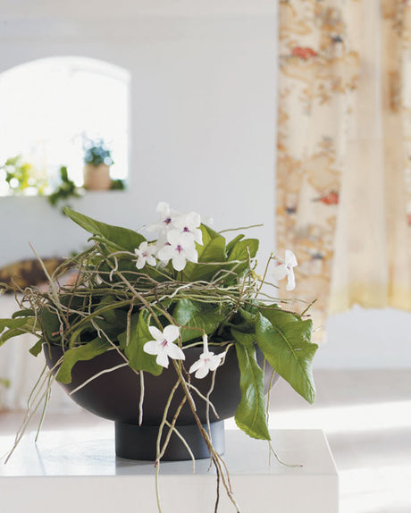 Streptocarpus hybrid (kornettblomma) i kruka – lättskött blommande krukväxt med riklig blomning; placering öster-/västerfönster, skonsam vattning, svag näring, sval vintervila.
