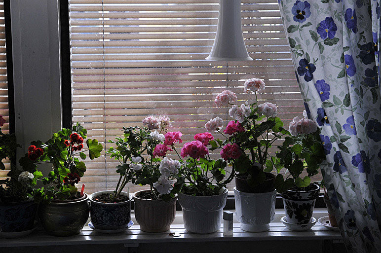 Sval fönsterkarm med pelargoner för övervintring – vinterförvaring av växter inomhus i svenska hem: svalt och ljust (5–10°C), vattna sparsamt, öka luftfuktighet och använd tillskottsljus vid behov.