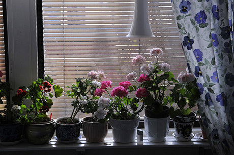 Sval fönsterkarm med pelargoner för övervintring – vinterförvaring av växter inomhus i svenska hem: svalt och ljust (5–10°C), vattna sparsamt, öka luftfuktighet och använd tillskottsljus vid behov.