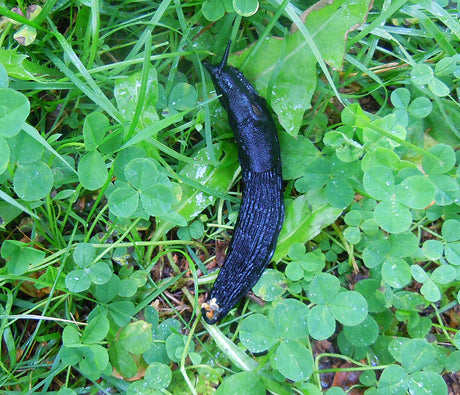 Svart skogssnigel (Arion ater) i svensk skog – inhemsk art och nyttodjur/ nedbrytare, upp till 15 cm och ebenholtssvart; inte att förväxla med mördarsnigel (Arion vulgaris).