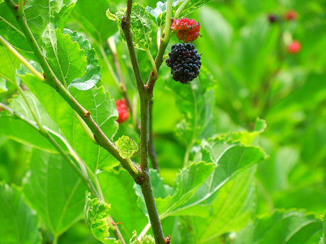 Svarta mullbär (Morus nigra) mogna på träd – söta, aromatiska och mest smakrika bär för sylt, saft och bakverk. Odling i Sverige kräver soligt, skyddat läge och väldränerad, näringsrik jord; skörd sensommar.
