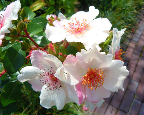 Sweet Pretty (Meilland 2006) – modern rabattros av polyantha-typ, även kallad ’Astronomia’, med enkla nästan vita/rosa blommor med vågade kronblad och ”ögonfrans”-ståndare; remonterande, låg buskros för mindre rabatter med mörkgröna, glänsande blad.