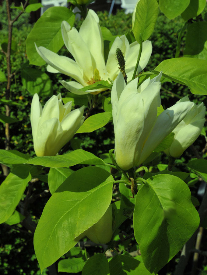 Närbild av Magnolia ’Elisabeth’ – ljusgul majblomning i Sylvias Gröna Hörna, minnesväxten som trotsat kall vinter och barfrost. Text och foto: Sylvia Svensson.