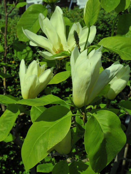 Närbild av Magnolia ’Elisabeth’ – ljusgul majblomning i Sylvias Gröna Hörna, minnesväxten som trotsat kall vinter och barfrost. Text och foto: Sylvia Svensson.
