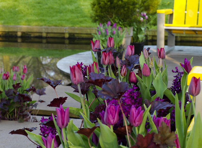 Symfoni i mörklila nyanser – lila tulpaner och andra vårblommande lökar i rabatt, gruppplantering med lökkorgar och perenner; plantering av blomsterlök på hösten för lång blomningstid.