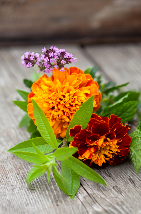 Tagetes i blom – sammetstagetes och kryddtagetes med gula och orange ätliga blommor, lockar pollinatörer, odlas i full sol i väldränerad jord.