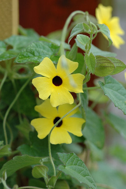 Svartöga (Thunbergia alata), snabbväxande sommarklättrare med svart öga i soligt läge – perfekt att plantera i maj för balkong och terrass; skapar blommande väggar. Foto: Blomsterfrämjandet