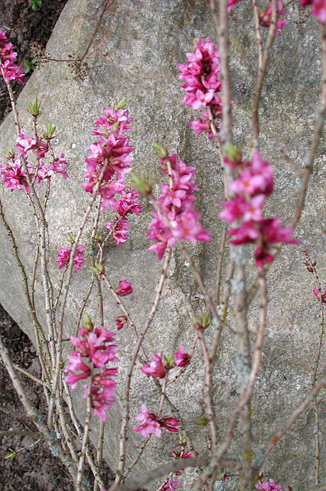 Tibast (Daphne mezereum) blommar på bar kvist i skogen, rosa doftande vårblommor på giftig buske i skogsbryn – tidig vårblommare i Sverige.