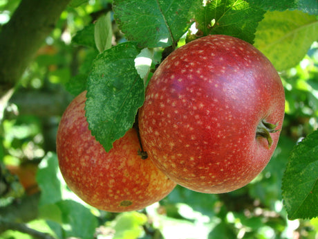Smarta trädgårdslösningar: hemmagjord äppelplockare av plåtburk och träpinne för skörd av frukt och bär, samt äggskal som naturlig kalkkälla i odlingen