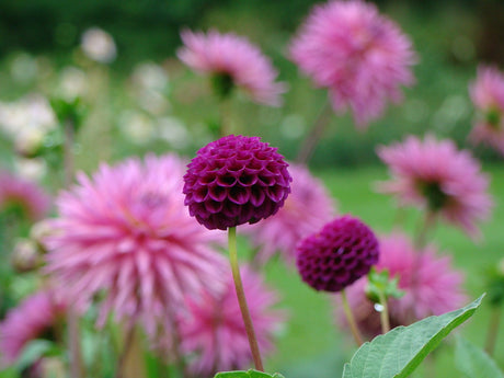Odla sommarblommande knölar och lökar – plantering på våren i kruka och på friland med väldränerad jord i soligt, vindskyddat läge; vattning, gödsling och övervintringstips från Odla.nuShop.