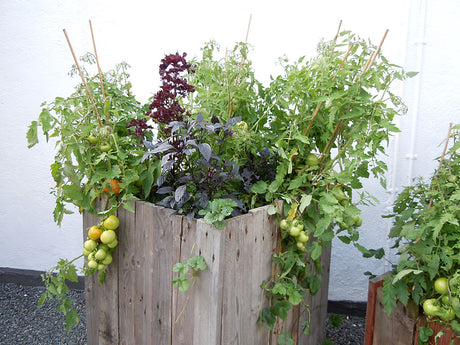 Tomatplantor med kryddor i kruka – vattna, gödsla med tomatgödsel och tjuva i växthus; skydd mot bladlöss, gråmögel och kyla.
