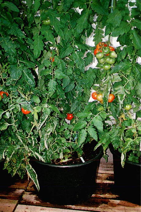 Tomatplantor i växthus i mörka plastkrukor – odla smart i växthus med krukodling som håller värme och fukt, ger god dränering och näring för maximal skörd och utnyttjad yta.