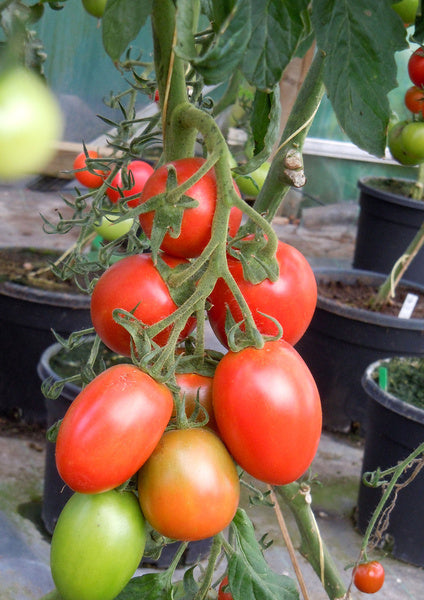 Högväxande indeterminata tomatplantor – tjuva tomater genom att nypa sidoskott i bladvinklar för bättre luftcirkulation, större tomater och tidigare skörd; uppbundna mot stöd.