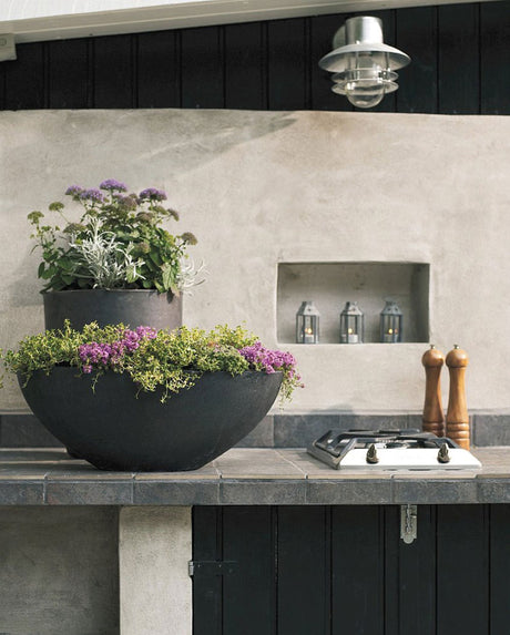Trachelium caeruleum (sommarhalsört) – yviga blomställningar i blå/lila; elegant sommarblomma och snittblomma för kruka och rabatt, trivs i sol och lockar bin och fjärilar