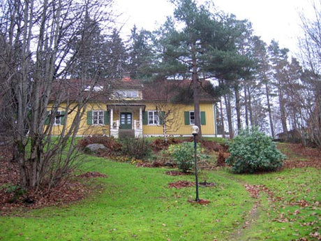 Trädgård i förändring med tall och gran, gungan borta och ett fällt körsbärsträd – mer sol på uteplatsen för rhododendron, hortensia och stjärnmagnolia samt ökad biologisk mångfald.